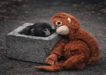 Maimuțica abandonată care a declanșat o isterie globală! O jucărie IKEA, transformată în „mamă” adoptivă!