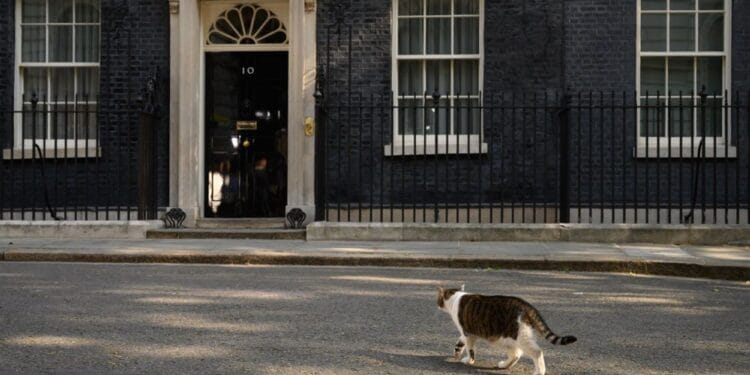 Motanul Larry, cel mai longeviv „funcționar” al guvernului! Vedetă globală și simbol național!