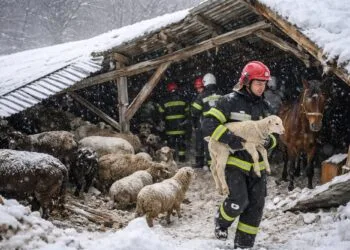 Saivan prăbușit sub greutatea zăpezii! Pompierii au salvat peste 220 de animale, după o intervenție extrem de dificilă!