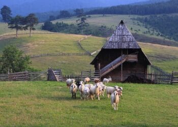 Atac sângeros la o stână! Mai mulți câini lăsați nesupravegheați au ucis mai multe animale, proprietarul amendat!