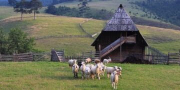 Atac sângeros la o stână! Mai mulți câini lăsați nesupravegheați au ucis mai multe animale, proprietarul amendat!