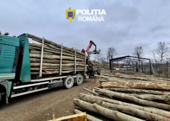 Transport ilegal de lemn, depistat de polițiști. Aproape 60 de metri cubi, confiscați în urma unui control