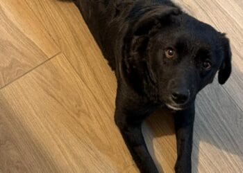 Strigăt de ajutor în Argeș: Tighi, o cățelușă speriată care nu are încredere în oameni, a dispărut! Recompensă pentru găsire