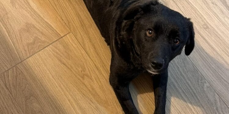 Strigăt de ajutor în Argeș: Tighi, o cățelușă speriată care nu are încredere în oameni, a dispărut! Recompensă pentru găsire