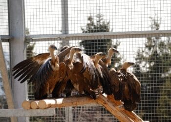 VIDEO. Moment istoric pentru natura României: vulturul sur revine în Carpați după peste 70 de ani