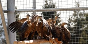 VIDEO. Moment istoric pentru natura României: vulturul sur revine în Carpați după peste 70 de ani