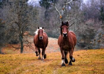 VIDEO. Bărbat reținut după ce ar fi bătut două cabaline cu un obiect contondent