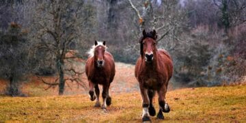 VIDEO. Bărbat reținut după ce ar fi bătut două cabaline cu un obiect contondent