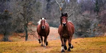VIDEO. Bărbat reținut după ce ar fi bătut două cabaline cu un obiect contondent