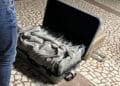 Captură importantă! Bărbat prins cu 31 de kilograme de canabis, arestat preventiv