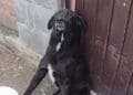 Cruzime fără margini! Câine bătut până la paralizie, chiar de stăpân și copii – revolta oamenilor crește!