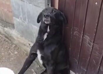 Cruzime fără margini! Câine bătut până la paralizie, chiar de stăpân și copii – revolta oamenilor crește!