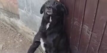 Cruzime fără margini! Câine bătut până la paralizie, chiar de stăpân și copii – revolta oamenilor crește!