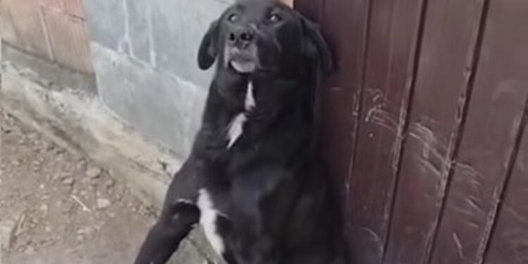 Cruzime fără margini! Câine bătut până la paralizie, chiar de stăpân și copii – revolta oamenilor crește!