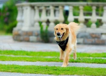 Câinii fără lesă, pericol ignorat în spațiul public! Legea există, dar rar se aplică!