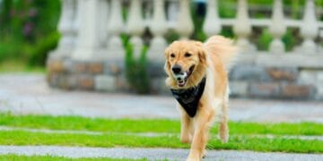 Câinii fără lesă, pericol ignorat în spațiul public! Legea există, dar rar se aplică!