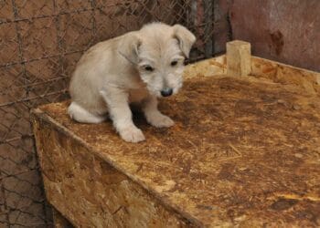 Scandalul câinilor eutanasiați ilegal: doi bărbați reținuți într-o anchetă care vizează adăposturi și mai multe primării