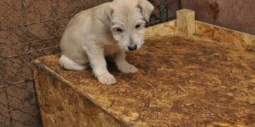 Scandalul câinilor eutanasiați ilegal: doi bărbați reținuți într-o anchetă care vizează adăposturi și mai multe primării