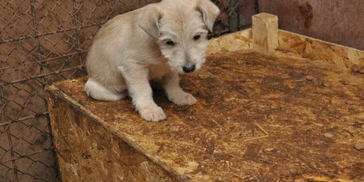 Scandalul câinilor eutanasiați ilegal: doi bărbați reținuți într-o anchetă care vizează adăposturi și mai multe primării