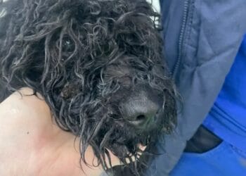 Cruzime fără margini! Cățelușă abandonată zile întregi într-un apartament, fără apă și hrană