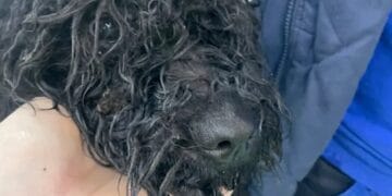 Cruzime fără margini! Cățelușă abandonată zile întregi într-un apartament, fără apă și hrană