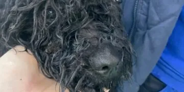 Cruzime fără margini! Cățelușă abandonată zile întregi într-un apartament, fără apă și hrană