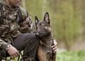 Militar de 30 de ani, mort după ce a încercat să salveze un câine căzut într-un bazin cu apă