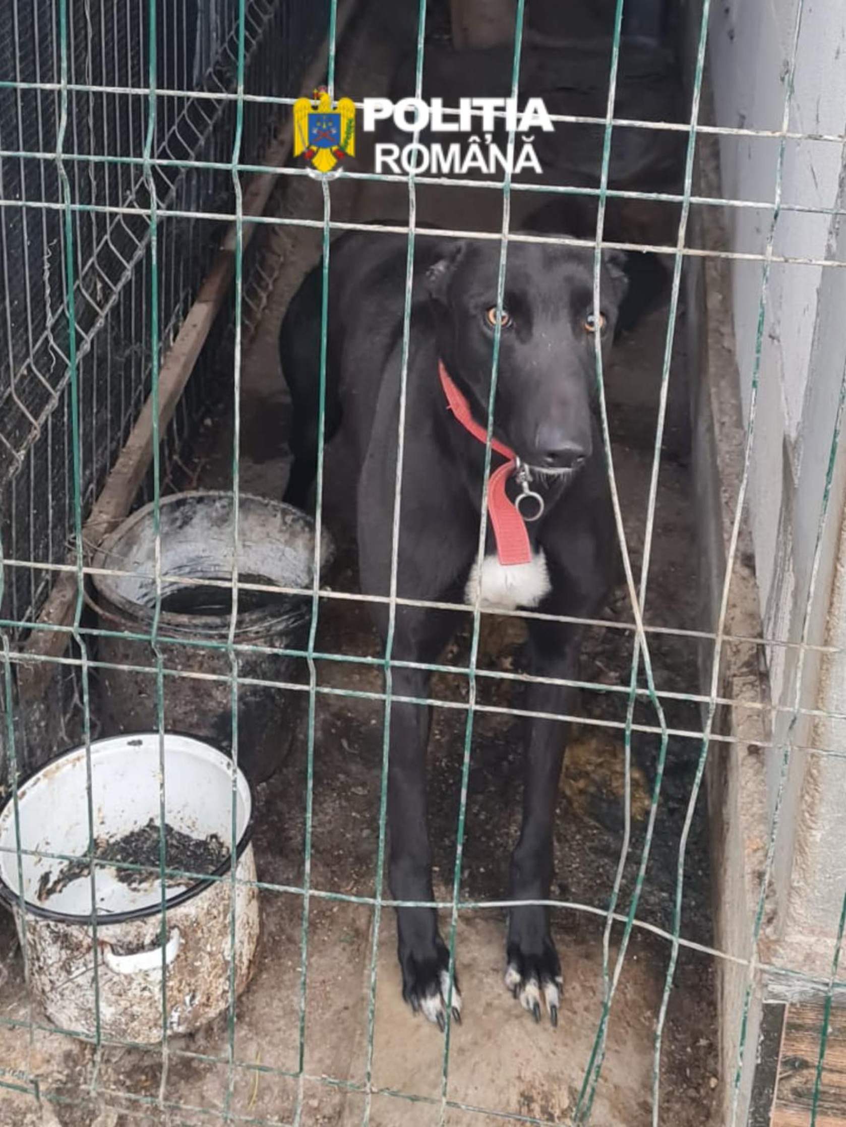 Descinderi! Ogari și arme ilegale, descoperite într-un dosar de braconaj