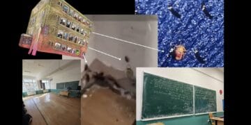 VIDEO. Invazie de ploșnițe într-un liceu! Elevii trec la cursuri online după ce DSP a găsit condiții inadmisibile