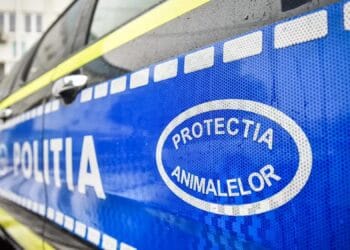 Caz revoltător! Câine omorât intenționat cu mașina. Tânăr de 26 de ani, reținut!