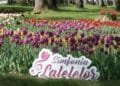 A început înscrierea comercianților pentru „Simfonia Lalelelor” 2026. Cererile se depun până pe 20 martie