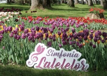 A început înscrierea comercianților pentru „Simfonia Lalelelor” 2026. Cererile se depun până pe 20 martie