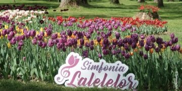 A început înscrierea comercianților pentru „Simfonia Lalelelor” 2026. Cererile se depun până pe 20 martie