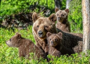 Decizie controversată în Senat: cota de vânătoare a urșilor, dublată. Peste 800 de exemplare ar putea fi împușcate anual