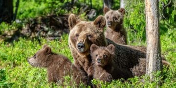 Decizie controversată în Senat: cota de vânătoare a urșilor, dublată. Peste 800 de exemplare ar putea fi împușcate anual