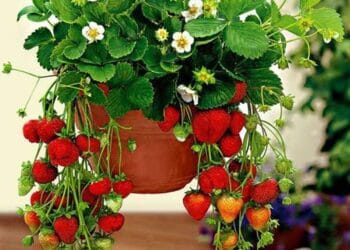 Căpșuni crescute în apartament! Ghid simplu pentru o recoltă bogată chiar la tine acasă