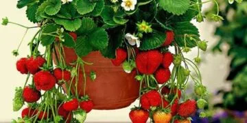 Căpșuni crescute în apartament! Ghid simplu pentru o recoltă bogată chiar la tine acasă