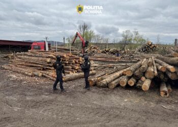 Descinderi în forță! 8 persoane reținute, bani, arme și tone de lemn confiscate!
