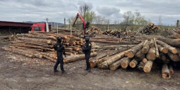Descinderi în forță! 8 persoane reținute, bani, arme și tone de lemn confiscate!
