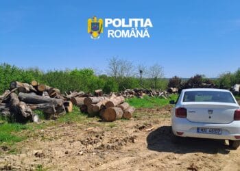 Control dur! Nereguli majore la depozitele de lemn. Diferențe uriașe în stocuri și dosar penal pentru un operator economic