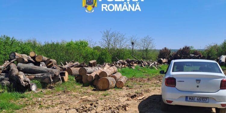 Control dur! Nereguli majore la depozitele de lemn. Diferențe uriașe în stocuri și dosar penal pentru un operator economic