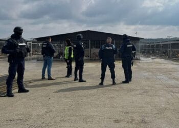 Percheziții într-un adăpost! Suspiciuni că sute de câini ar fi fost uciși ilegal
