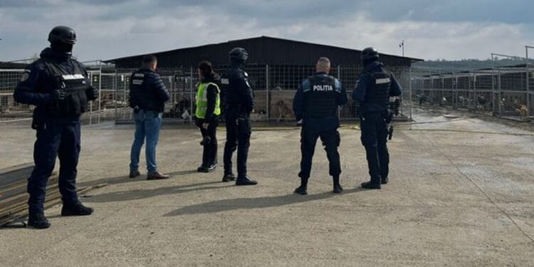 Percheziții într-un adăpost! Suspiciuni că sute de câini ar fi fost uciși ilegal