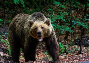 Braconaj! Urs împușcat ilegal cu armă cu termoviziune, doi bărbați reținuți