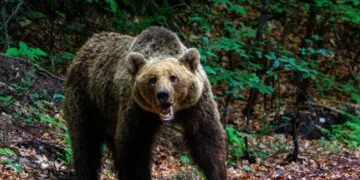 Braconaj! Urs împușcat ilegal cu armă cu termoviziune, doi bărbați reținuți