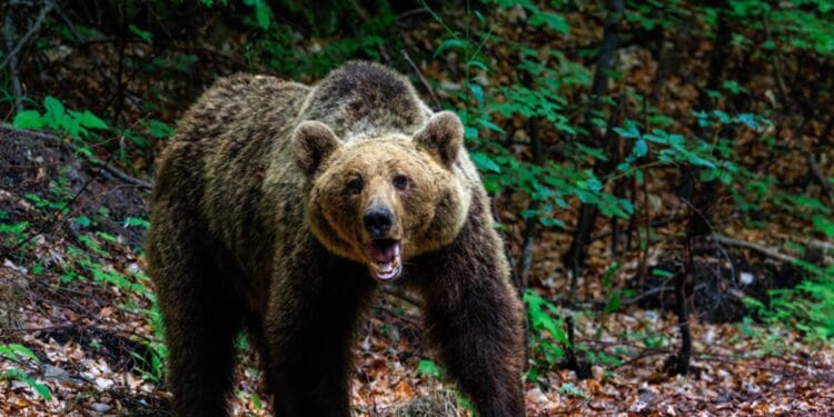 Braconaj! Urs împușcat ilegal cu armă cu termoviziune, doi bărbați reținuți