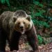 Braconaj! Urs împușcat ilegal cu armă cu termoviziune, doi bărbați reținuți