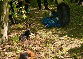 Bătrână de 94 de ani, găsită în viață după două zile de căutări! A supraviețuit în pădure, însoțită de câinii săi!