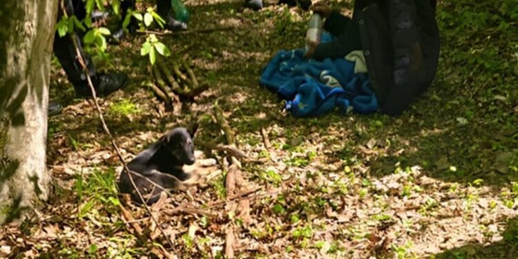 Bătrână de 94 de ani, găsită în viață după două zile de căutări! A supraviețuit în pădure, însoțită de câinii săi!