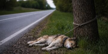Cruzime șocantă! Câine găsit mort, legat de un copac. Doi bărbați, reținuți de polițiști